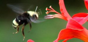 Bourdonnement de l'oreille
